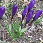 Crocus