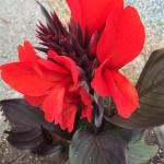 Canna Lily