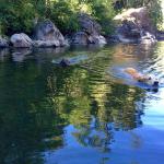 Tess in the River